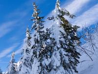 Schneesenke mit verschneiten Tannen